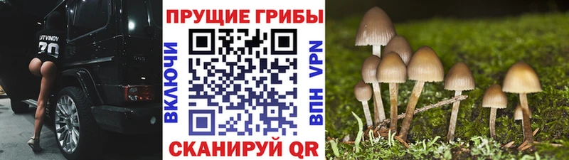 Галлюциногенные грибы GOLDEN TEACHER  даркнет сайт  Жиздра 